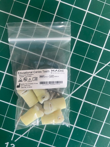 Educational Caries Teeth in a bag